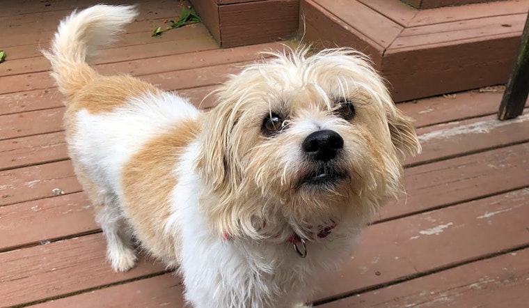 Dogs in Portland looking for their fur-ever homes