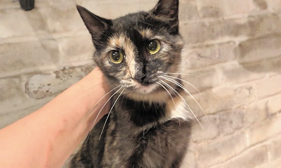 Cats in Pittsburgh looking for their fur-ever homes