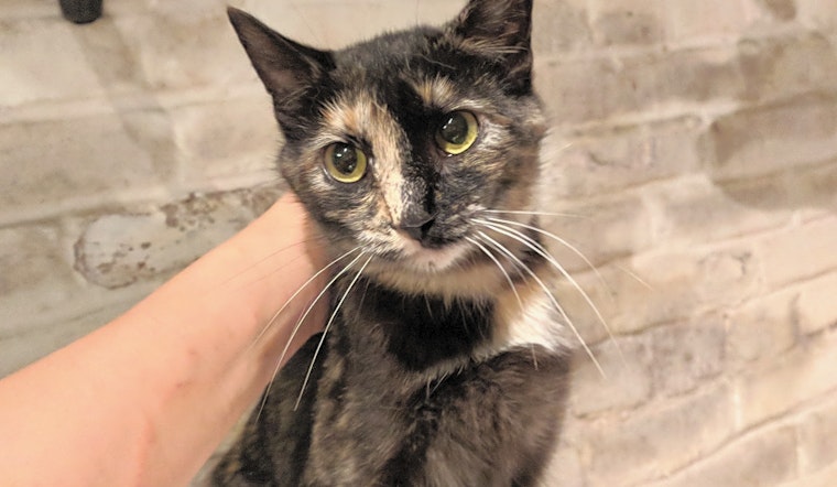 Cats in Pittsburgh looking for their fur-ever homes