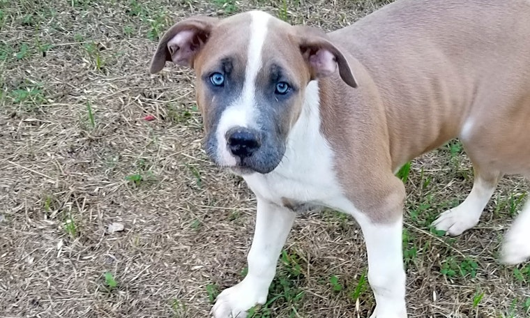 Puppies in Dallas looking for their fur-ever homes