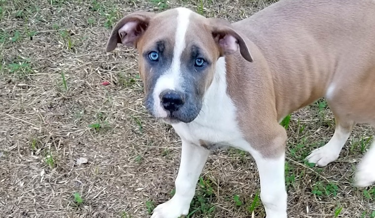 Puppies in Dallas looking for their fur-ever homes