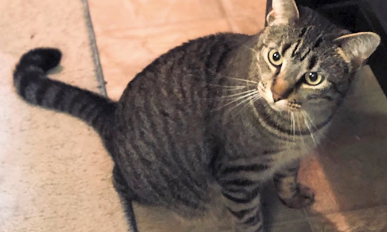 Cats in Fort Worth looking for their fur-ever homes
