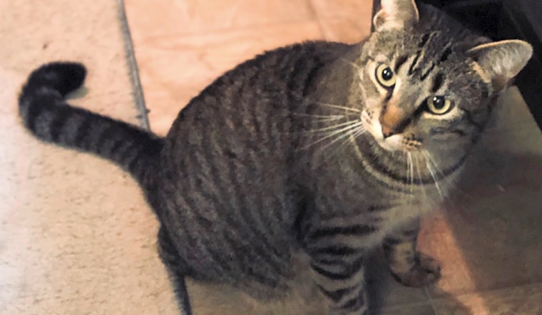 Cats in Fort Worth looking for their fur-ever homes