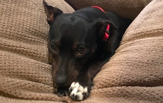 Dogs in Boston looking for their fur-ever homes