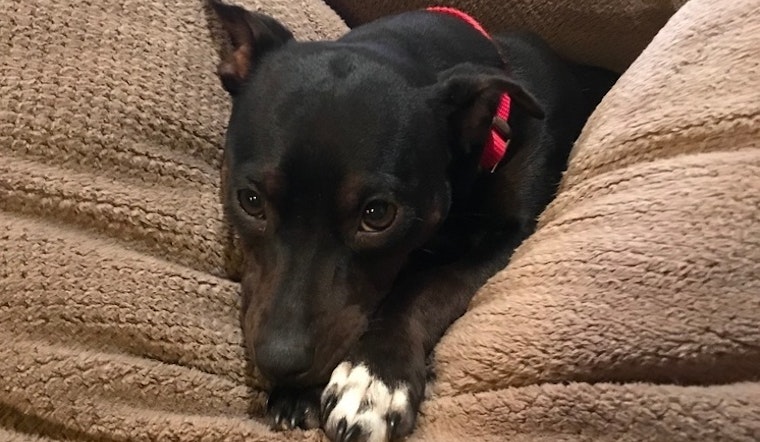 Dogs in Boston looking for their fur-ever homes