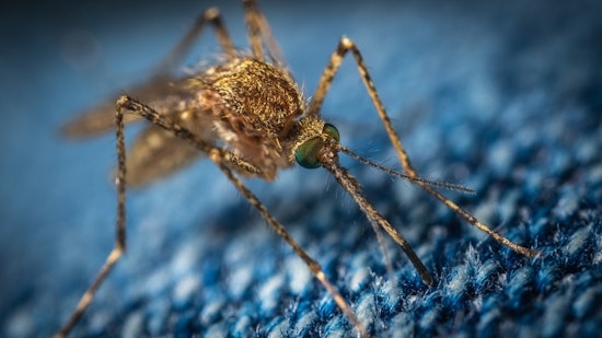Top Houston news: Mosquito tests positive for West Nile; teen shot to death in North Houston; more