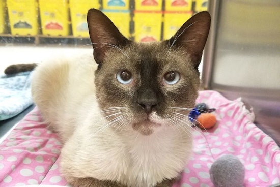Cats in Plano looking for their fur-ever homes
