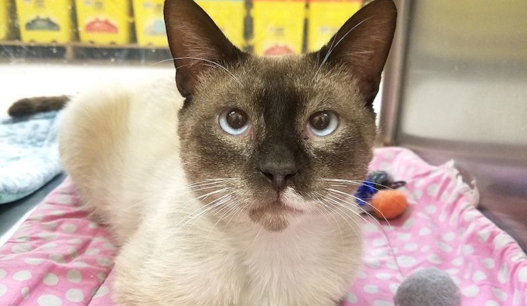 Cats in Plano looking for their fur-ever homes