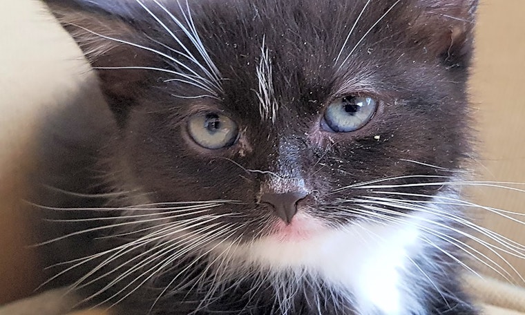 Kittens in New York City looking for their fur-ever homes