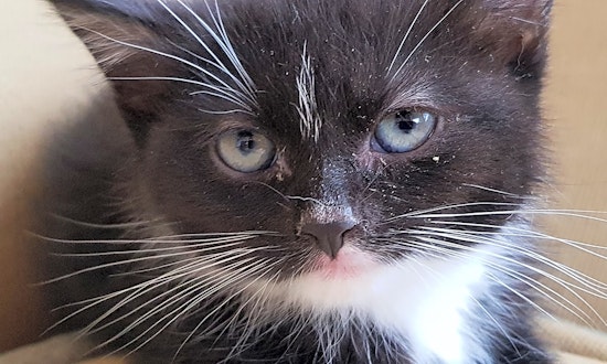 Kittens in New York City looking for their fur-ever homes