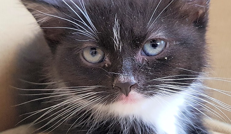 Kittens in New York City looking for their fur-ever homes