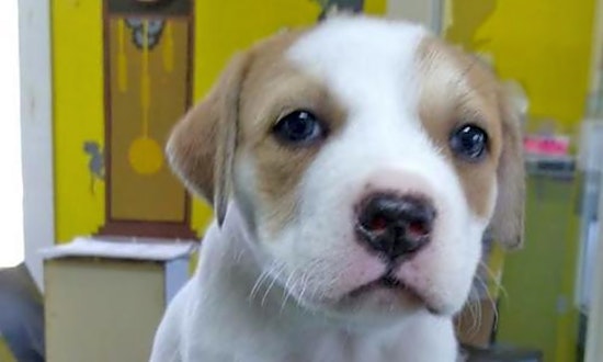 Puppies in Washington looking for their fur-ever homes