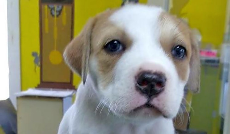Puppies in Washington looking for their fur-ever homes
