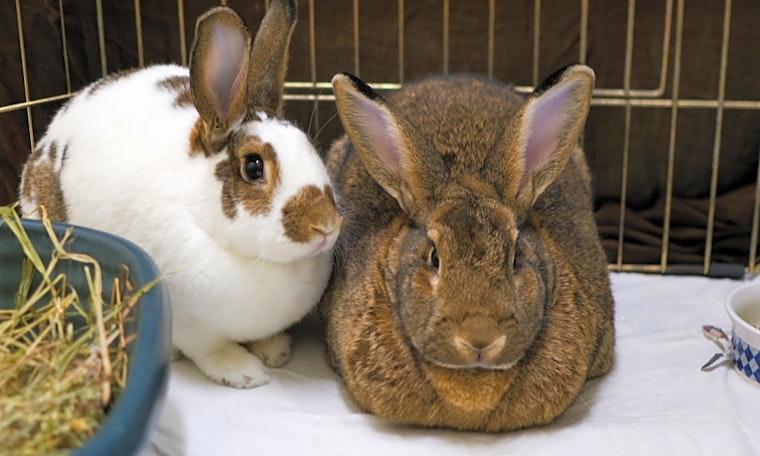 Purr-fect pets to adopt in and around Boston
