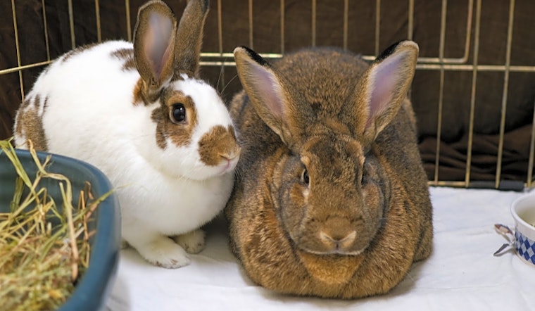 Purr-fect pets to adopt in and around Boston