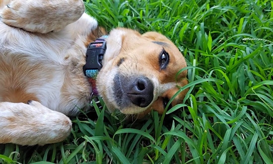 Dogs in Pittsburgh looking for their fur-ever homes