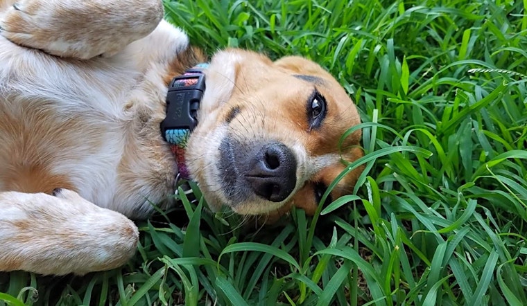 Dogs in Pittsburgh looking for their fur-ever homes