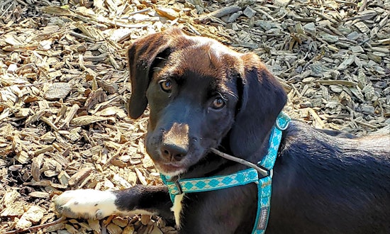 Puppies in Baltimore looking for their fur-ever homes