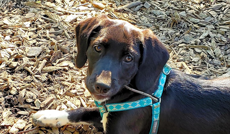 Puppies in Baltimore looking for their fur-ever homes