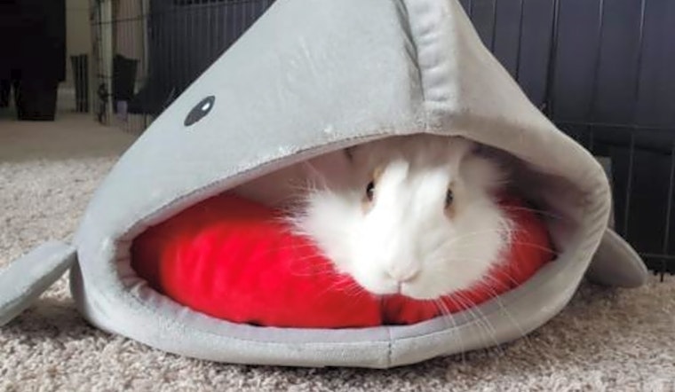 Rabbits in Columbus looking for their fur-ever homes