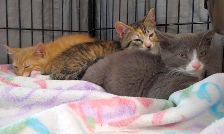 Kittens in Cleveland looking for their fur-ever homes