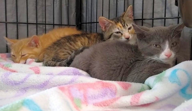 Kittens in Cleveland looking for their fur-ever homes