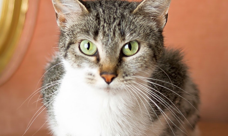 Cats in Cincinnati looking for their fur-ever homes