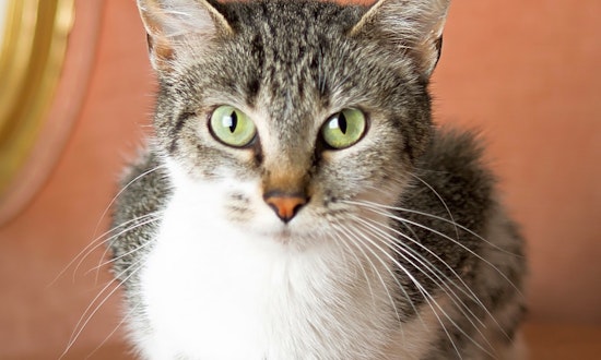 Cats in Cincinnati looking for their fur-ever homes