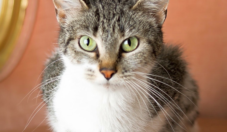 Cats in Cincinnati looking for their fur-ever homes
