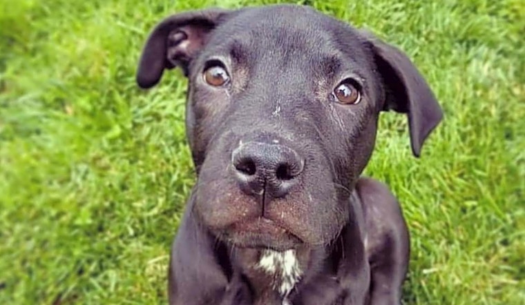 Puppies in Detroit looking for their fur-ever homes