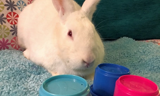 Rabbits in Louisville looking for their fur-ever homes