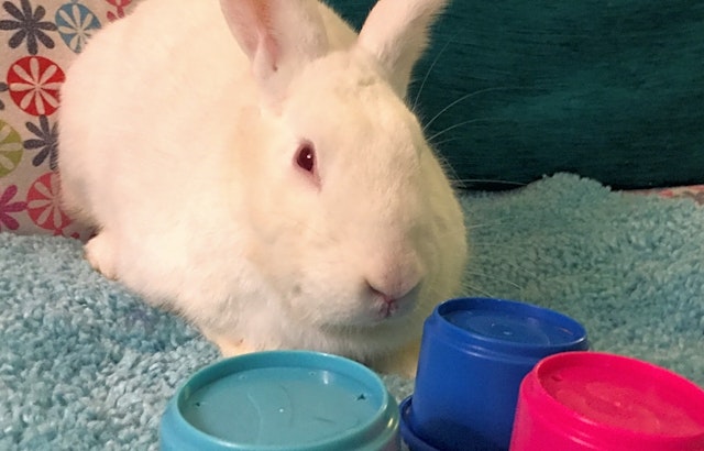 Rabbits in Louisville looking for their fur-ever homes