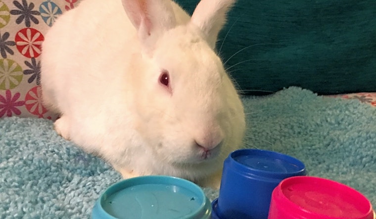 Rabbits in Louisville looking for their fur-ever homes