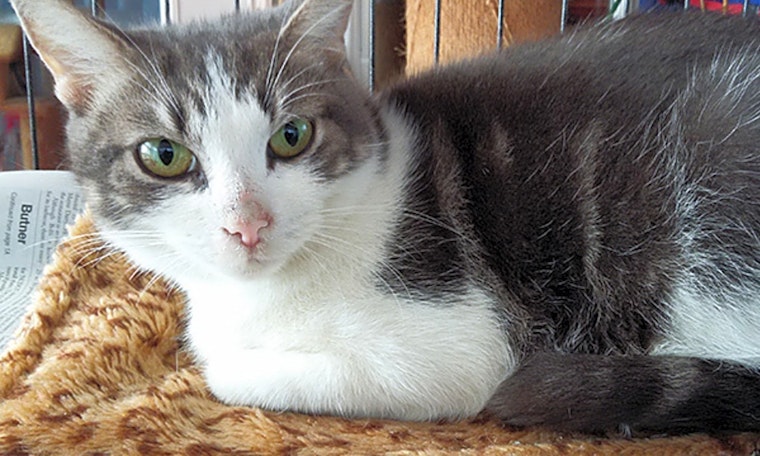 Cats in Durham looking for their fur-ever homes