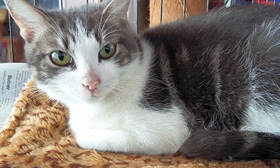 Cats in Durham looking for their fur-ever homes