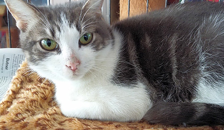 Cats in Durham looking for their fur-ever homes