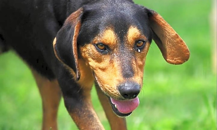 Dogs in Raleigh looking for their fur-ever homes
