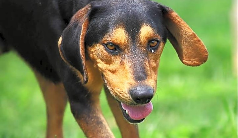 Dogs in Raleigh looking for their fur-ever homes