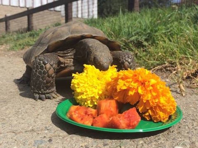 18 Ways To Put Some Oakland In Your Weekend