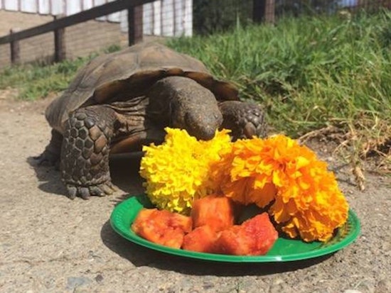 18 Ways To Put Some Oakland In Your Weekend