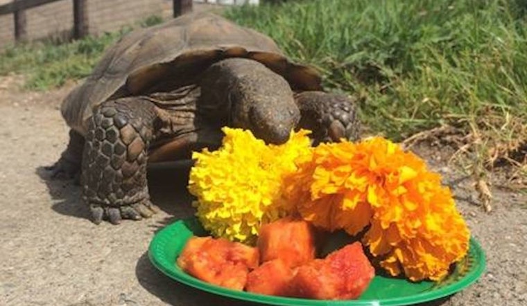 18 Ways To Put Some Oakland In Your Weekend