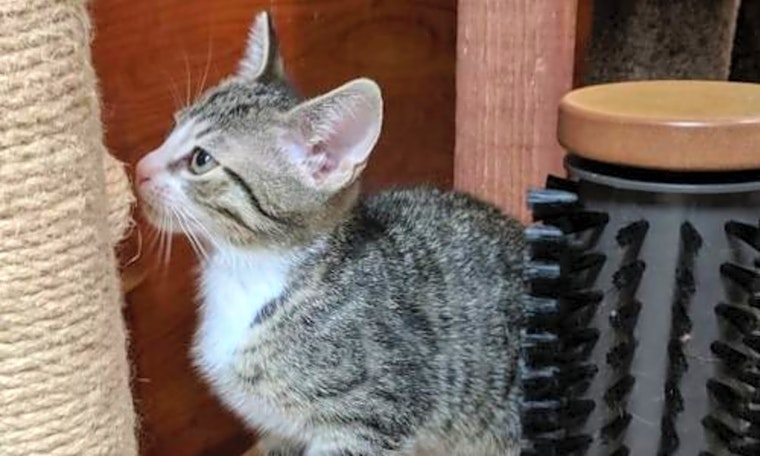 Kittens in Charlotte looking for their fur-ever homes
