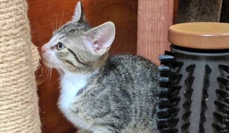 Kittens in Charlotte looking for their fur-ever homes
