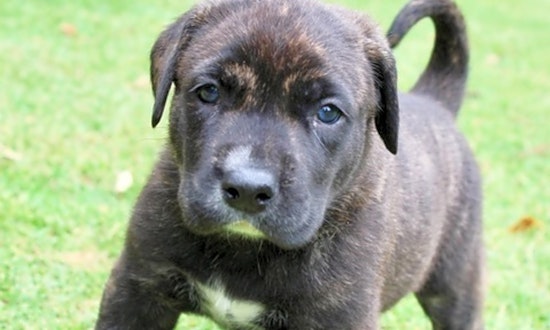 Puppies in Atlanta looking for their fur-ever homes