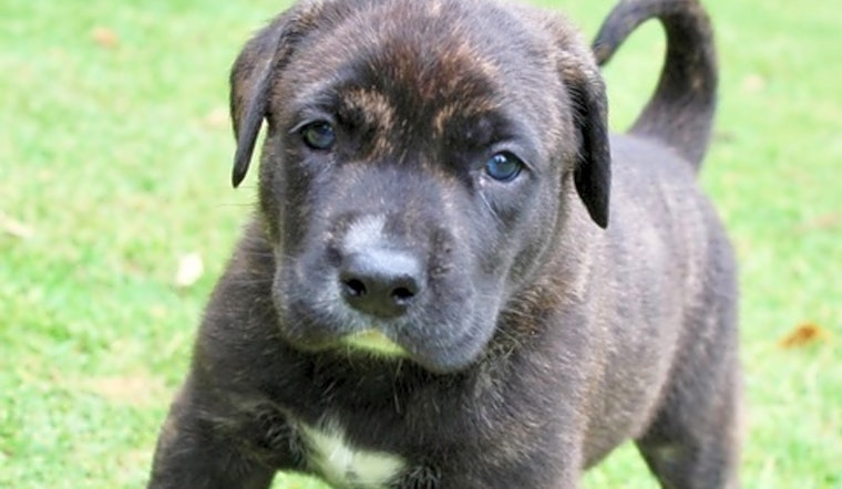 Puppies in Atlanta looking for their fur-ever homes