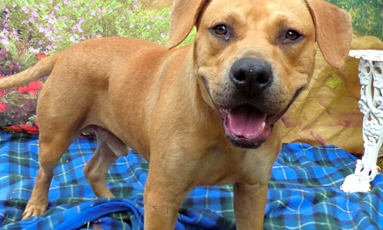 Puppies in Jacksonville looking for their fur-ever homes