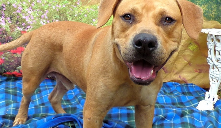 Puppies in Jacksonville looking for their fur-ever homes