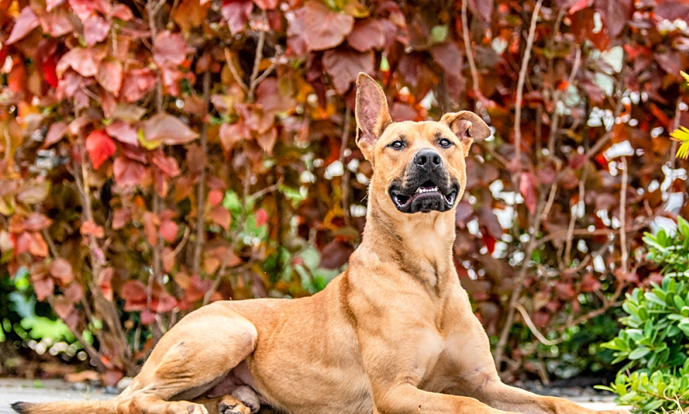 Dogs in Miami looking for their furever homes