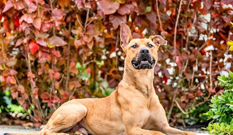 Dogs in Miami looking for their fur-ever homes