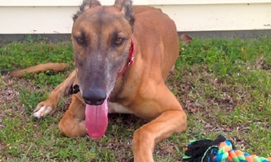 Dogs in Tampa looking for their fur-ever homes